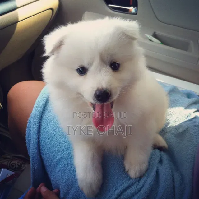 1-3 months Male Purebred American Eskimo