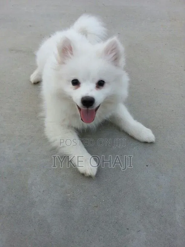 3-6 months Male Purebred American Eskimo