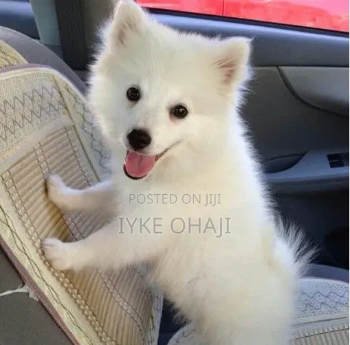 3-6 months Male Purebred American Eskimo