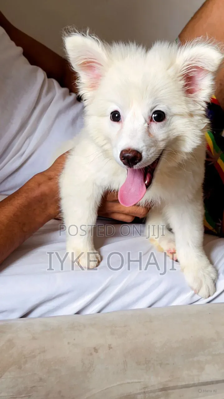 3-6 months Male Purebred American Eskimo