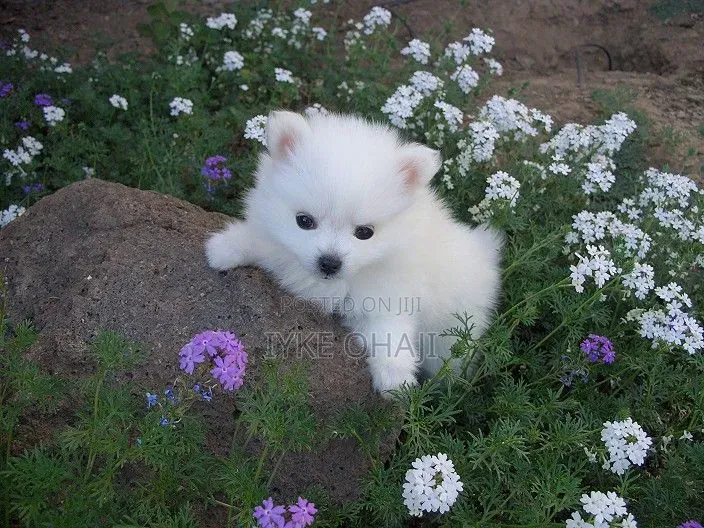 1-3 months Female Purebred American Eskimo
