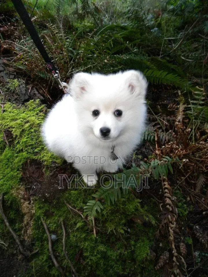 1-3 months Female Purebred American Eskimo