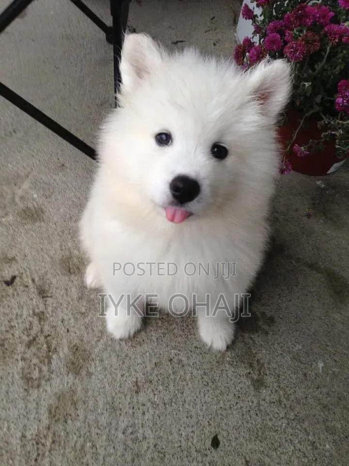 1-3 months Female Purebred American Eskimo