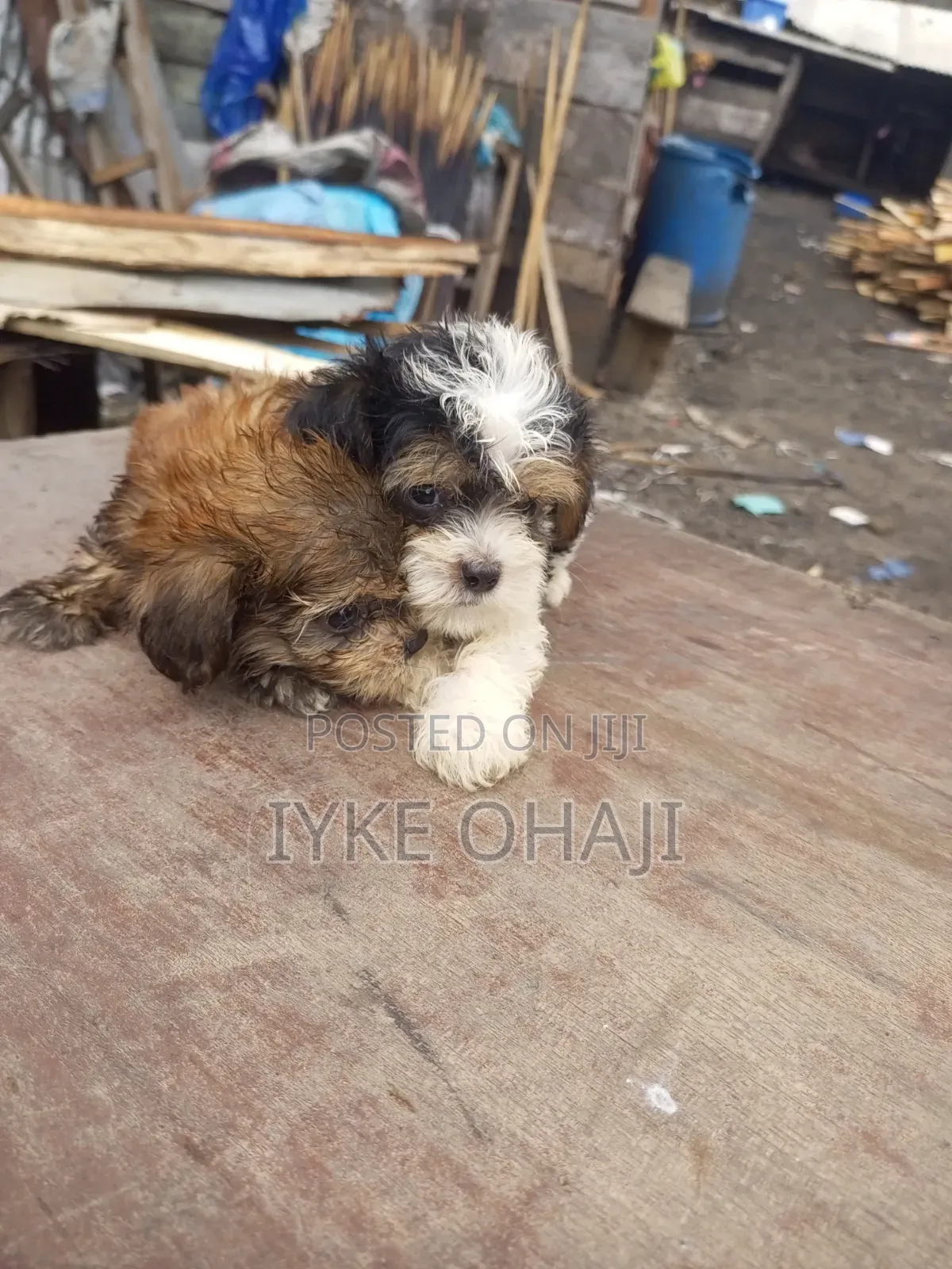 1-3 months Male Purebred Lhasa Apso