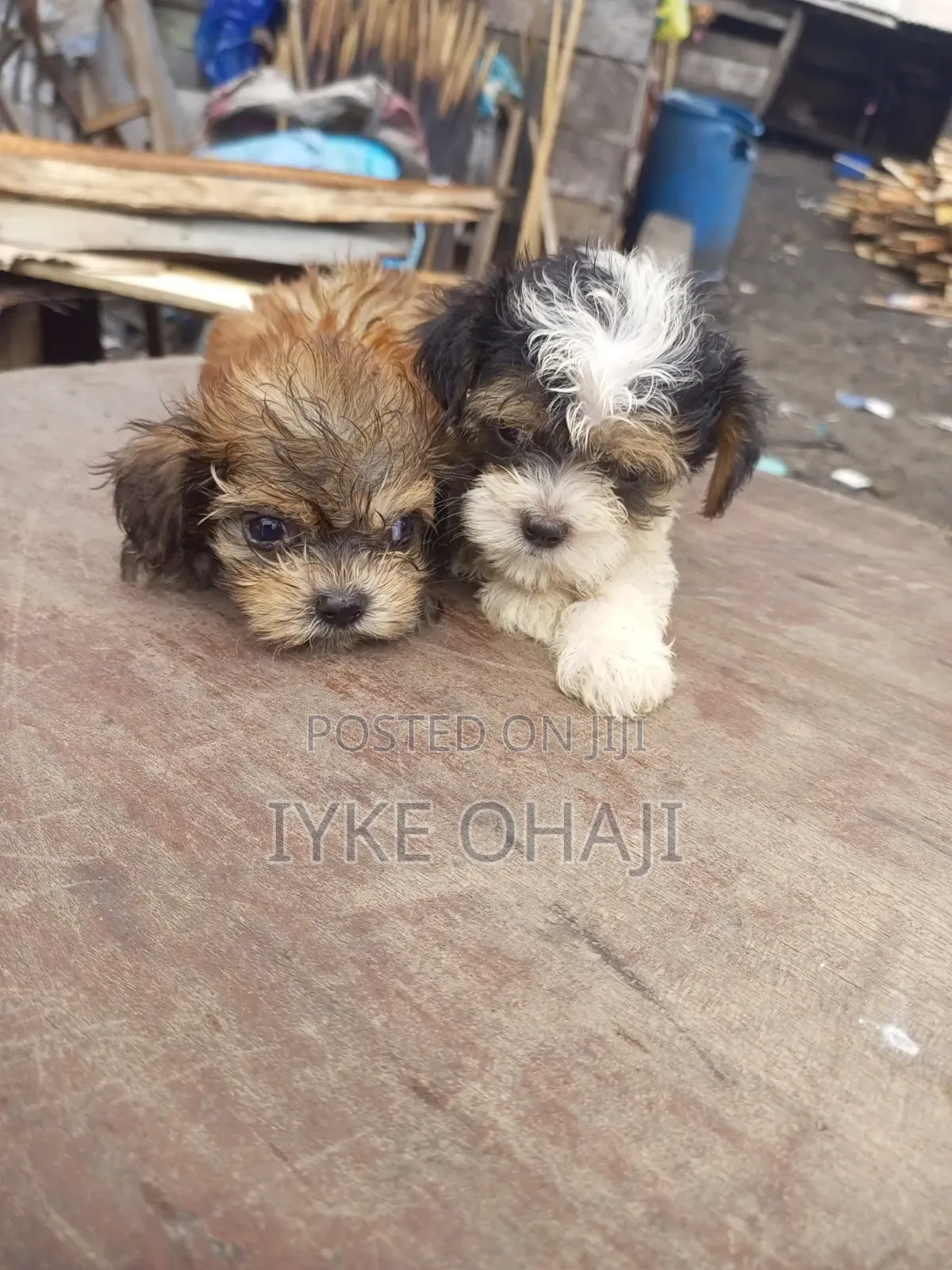 1-3 months Male Purebred Lhasa Apso