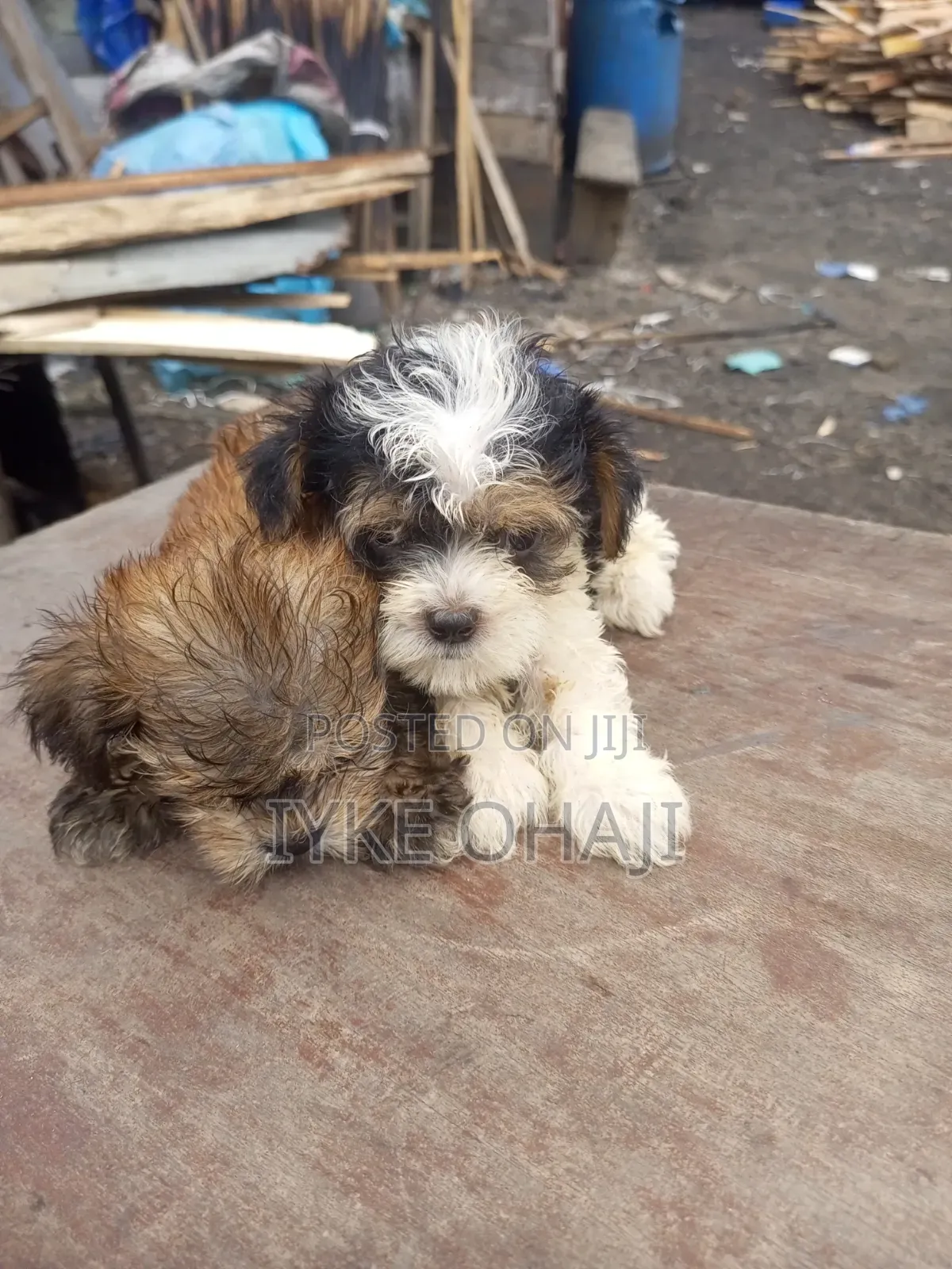 1-3 months Male Purebred Lhasa Apso