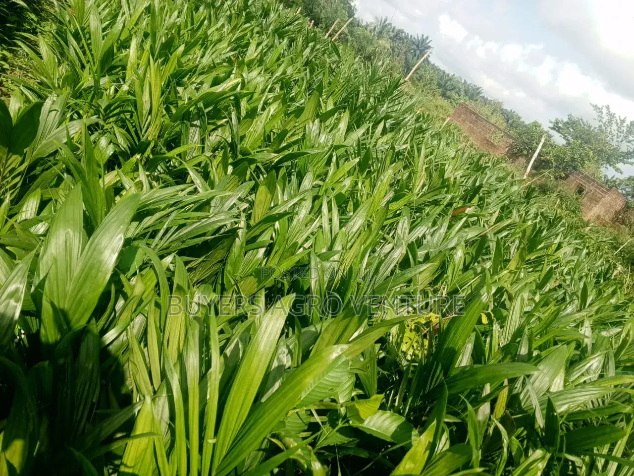Malaysia Supergene Seedlings Invest Now and Become a Billionaire