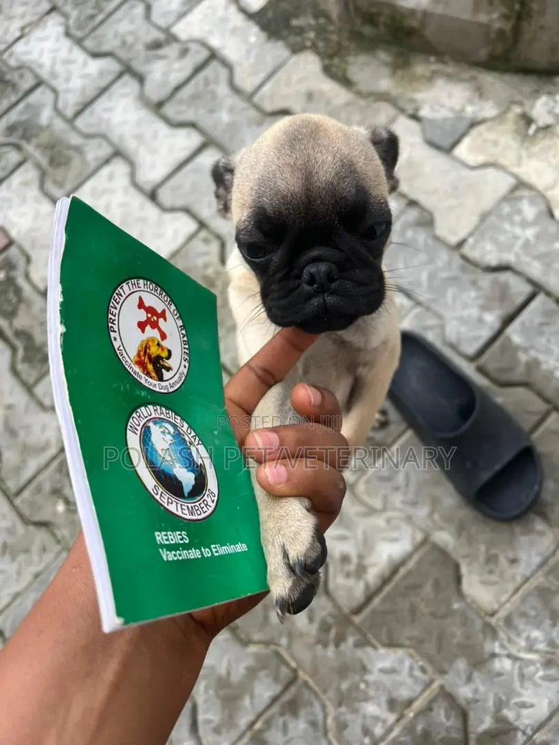 Your Doorstep Veterinary Services
