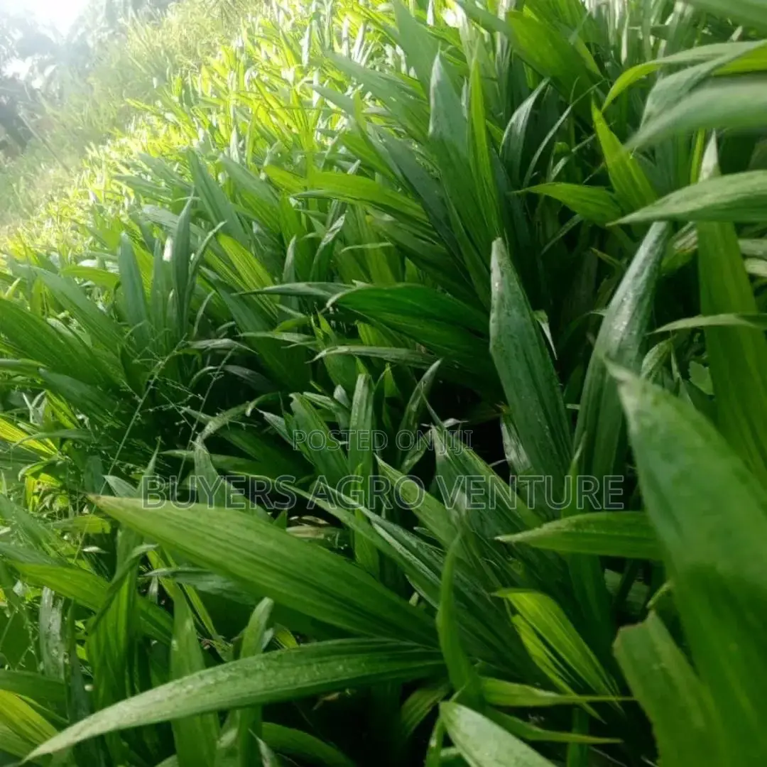 Malaysia Supergene Seedlings Invest Now and Become a Billionaire