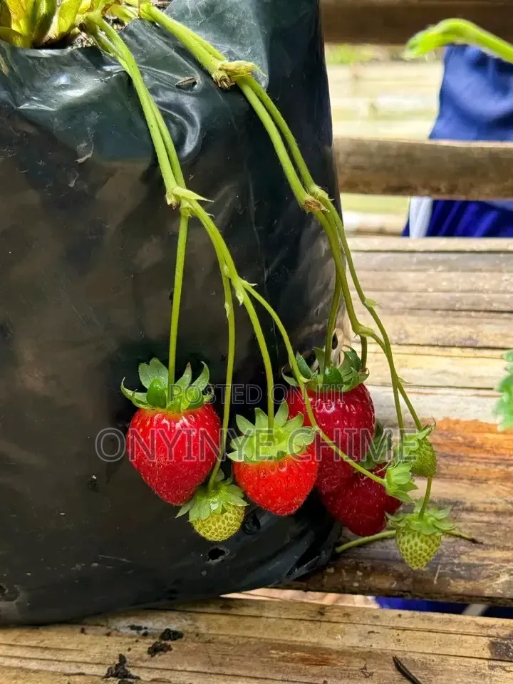 Strawberry Seedlings