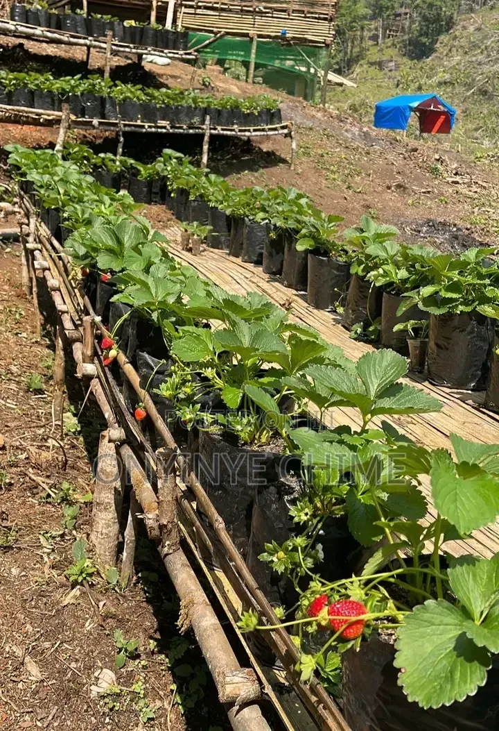 Strawberry Seedlings