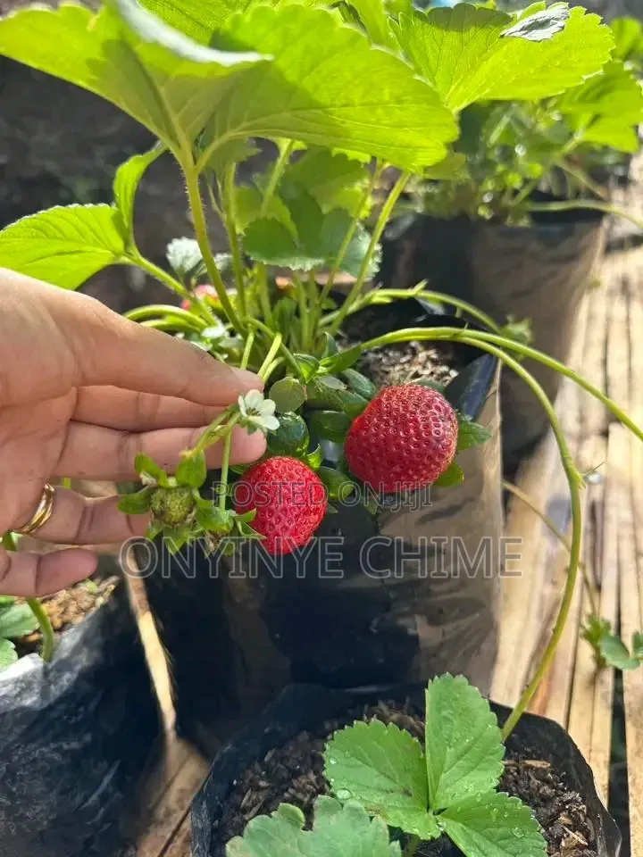 Strawberry Seedlings