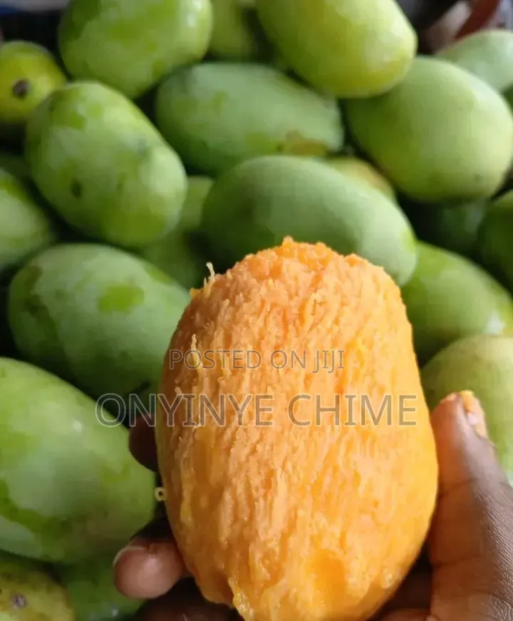 German Mango Seedlings