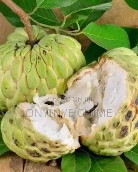 Sugar Apple Seedlings