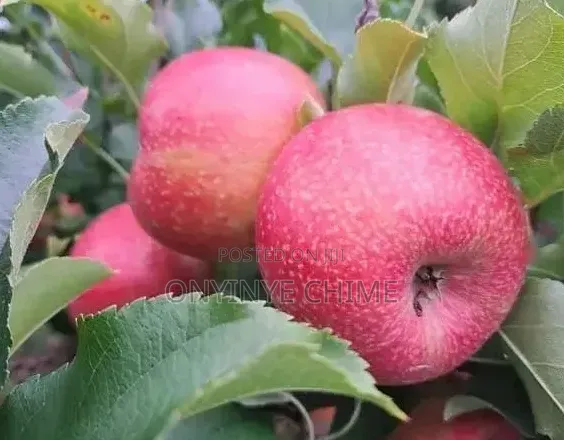 Pink Lady Apple Seedlings