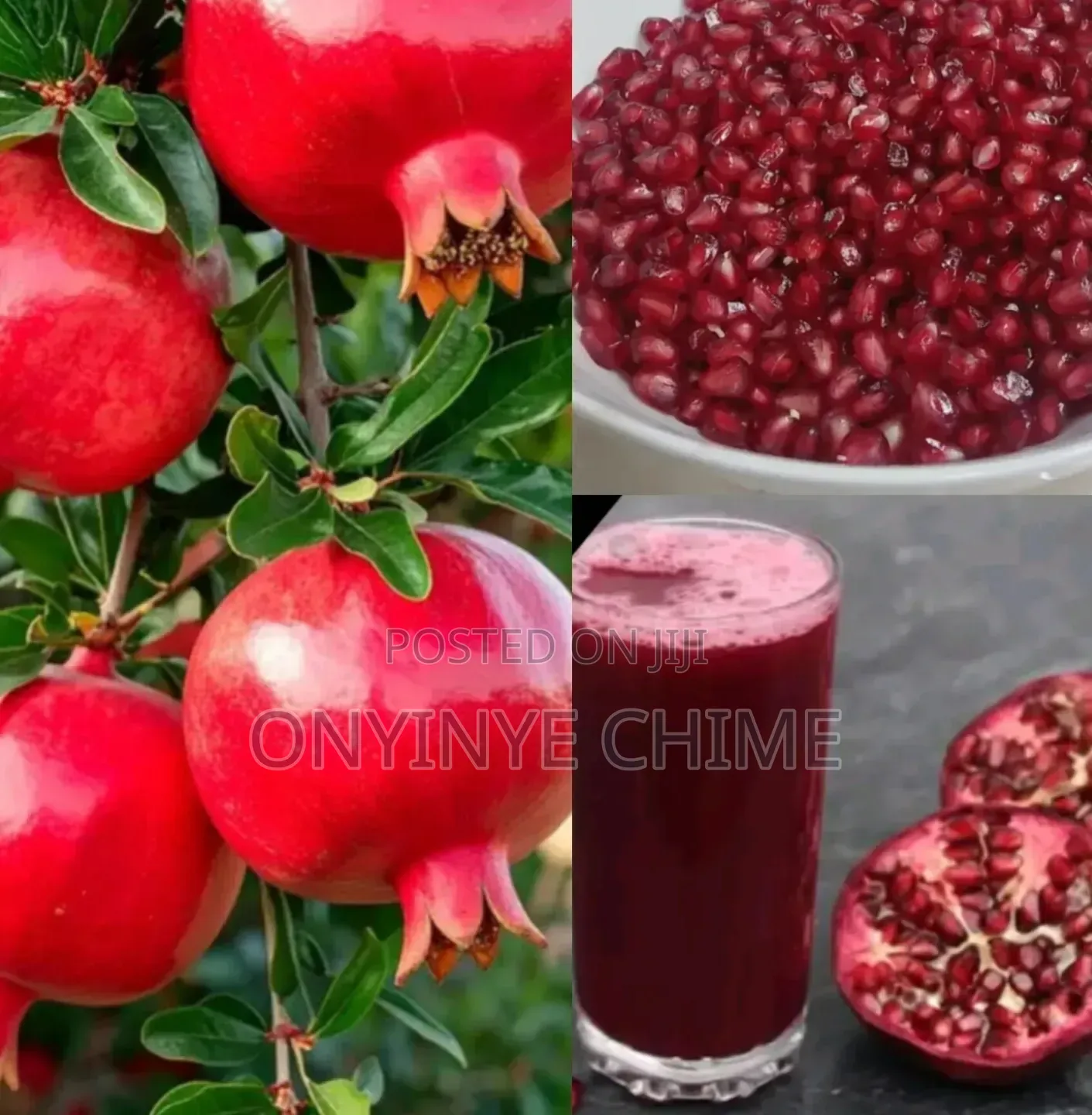 Pomegranate Seedlings