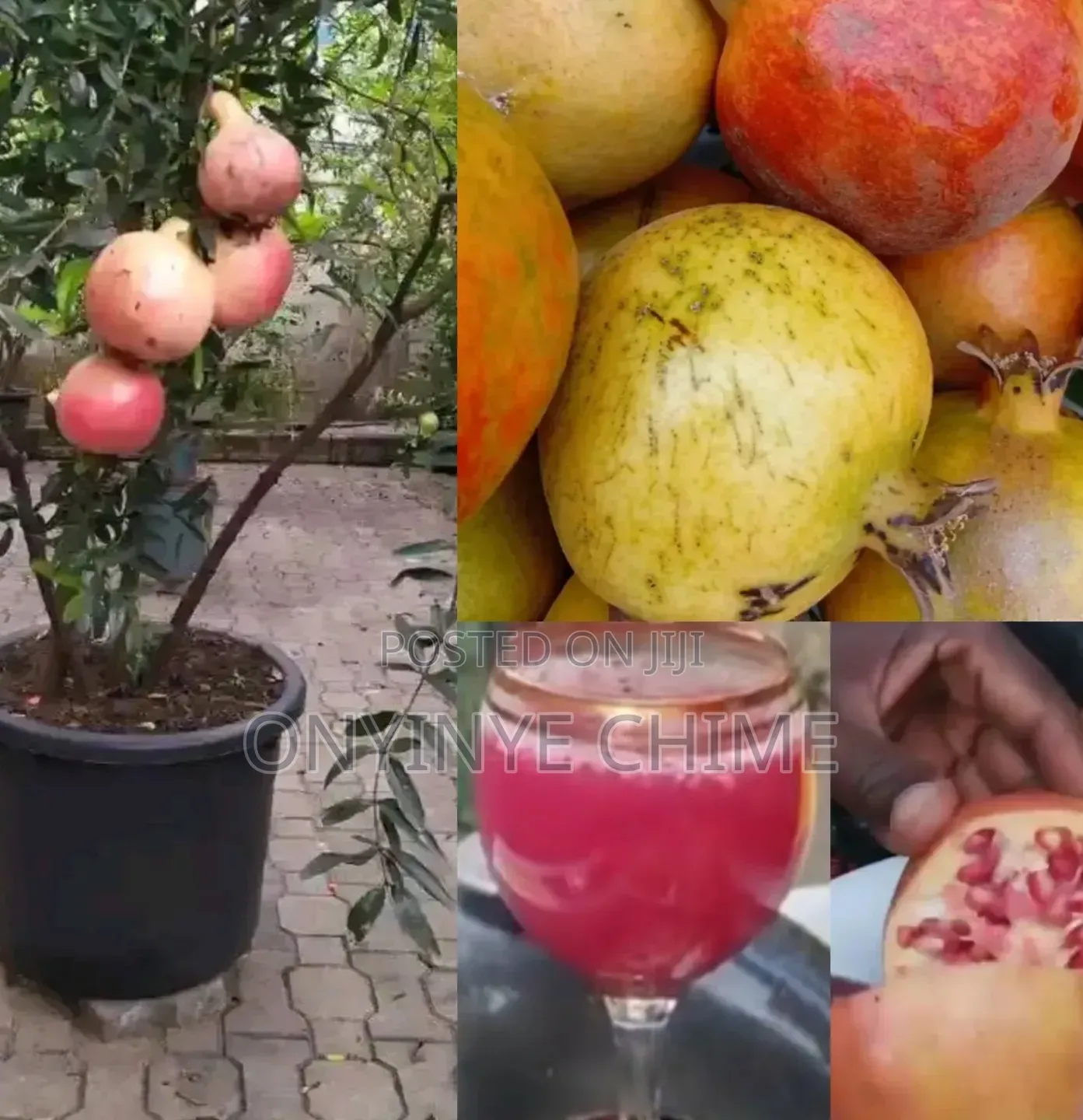 Pomegranate Seedlings