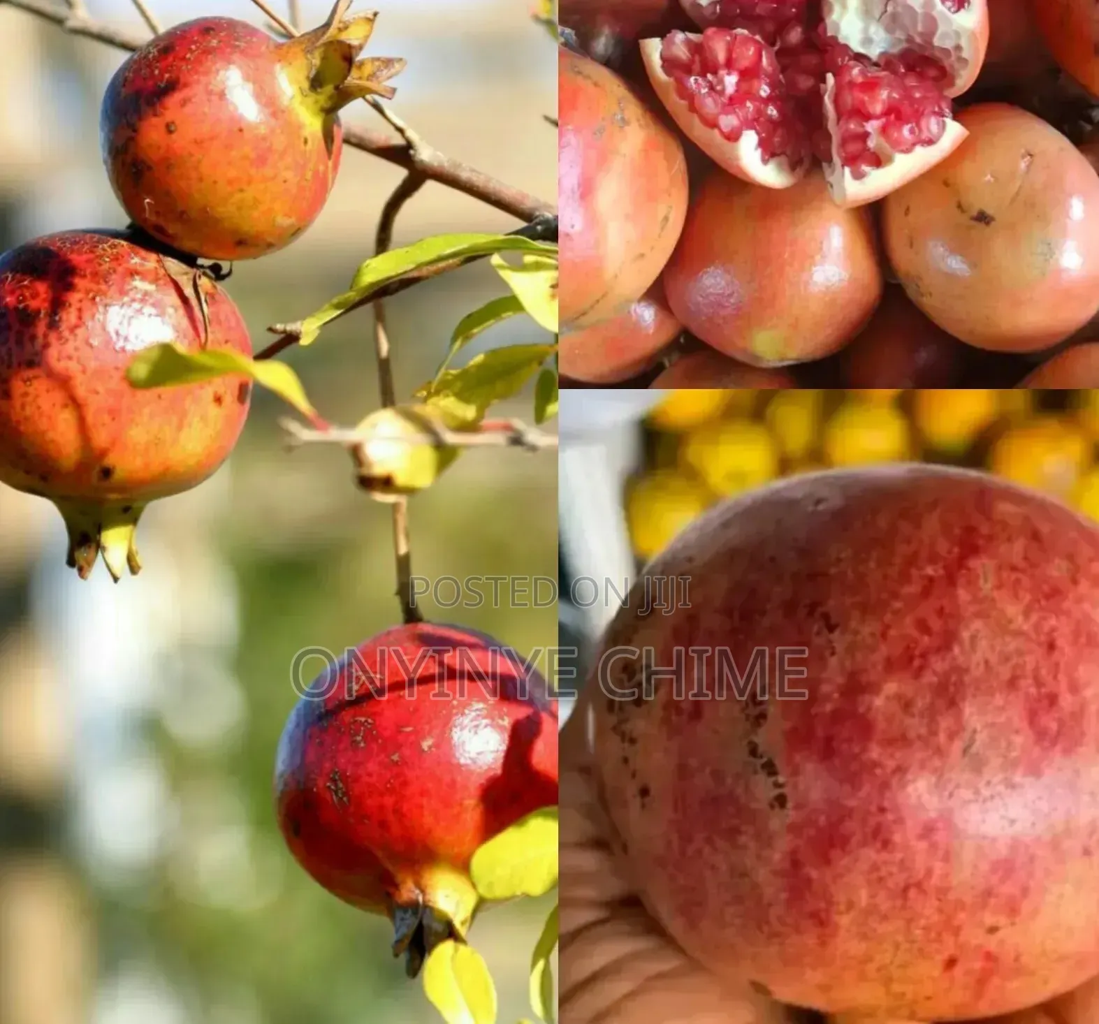 Pomegranate Seedlings
