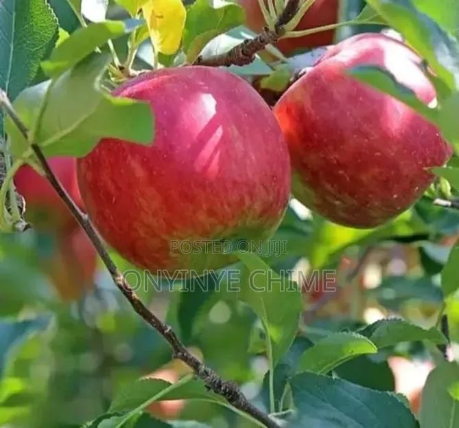 Fuji Apple Seedlings
