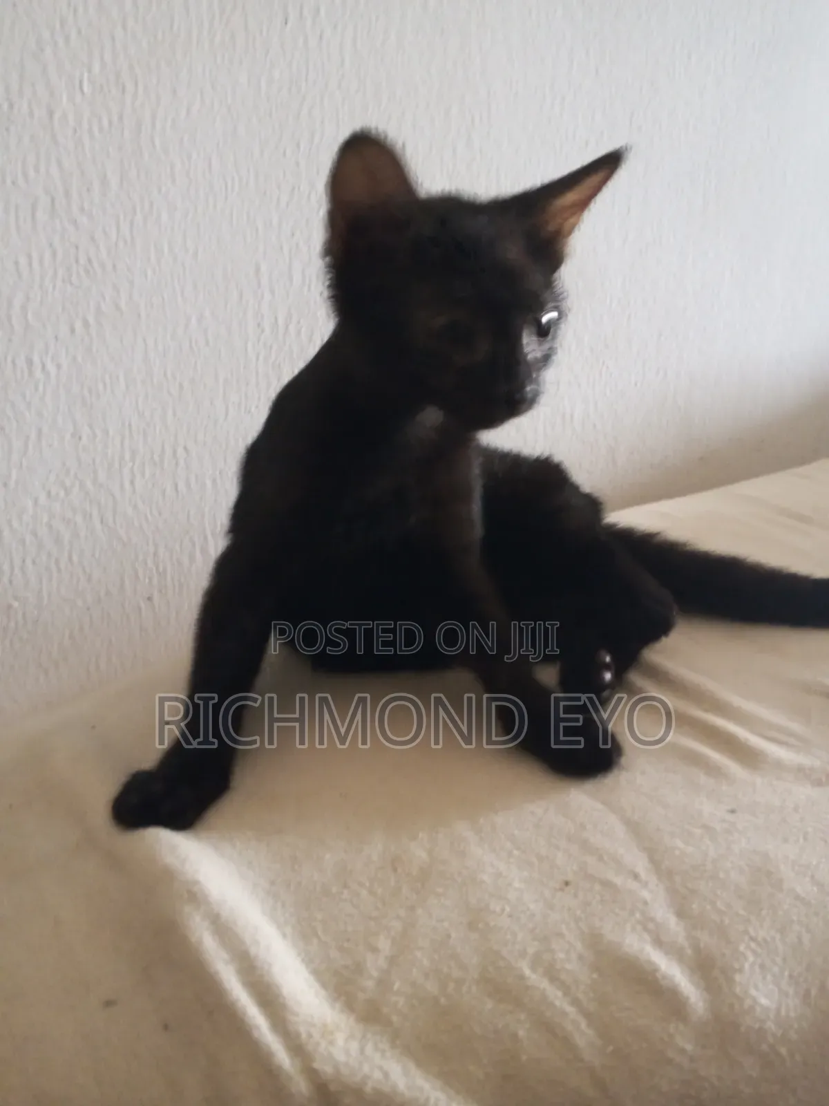 1-3 months Male Purebred American Wirehair