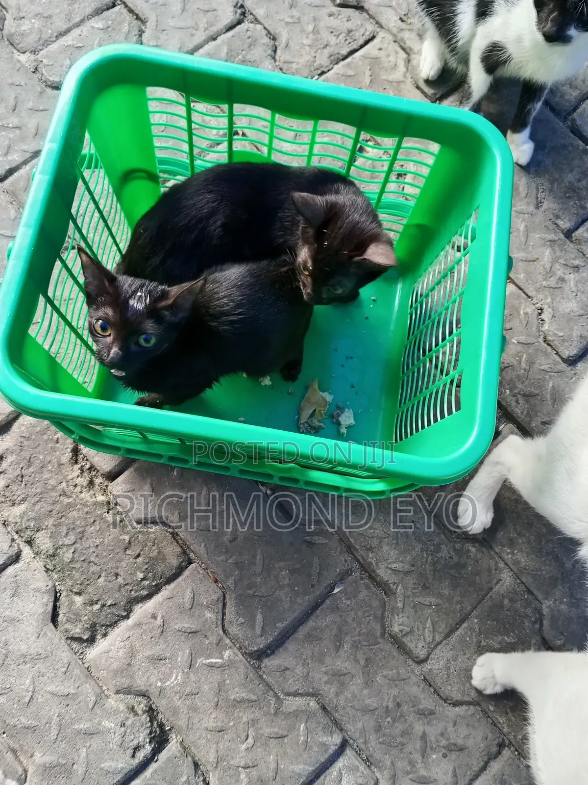 1-3 months Male Purebred American Wirehair