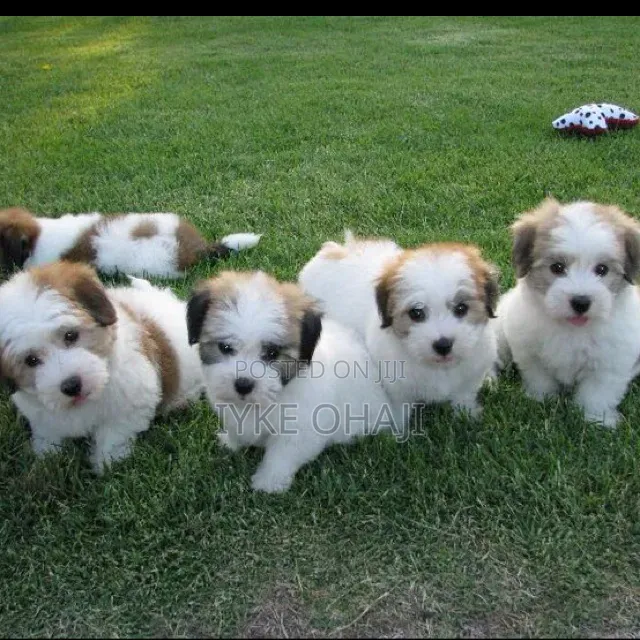 1-3 months Female Purebred Lhasa Apso