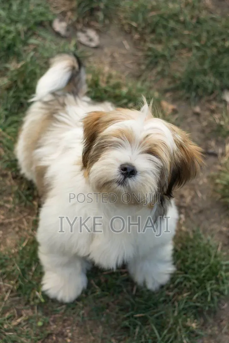 1-3 months Female Purebred Lhasa Apso