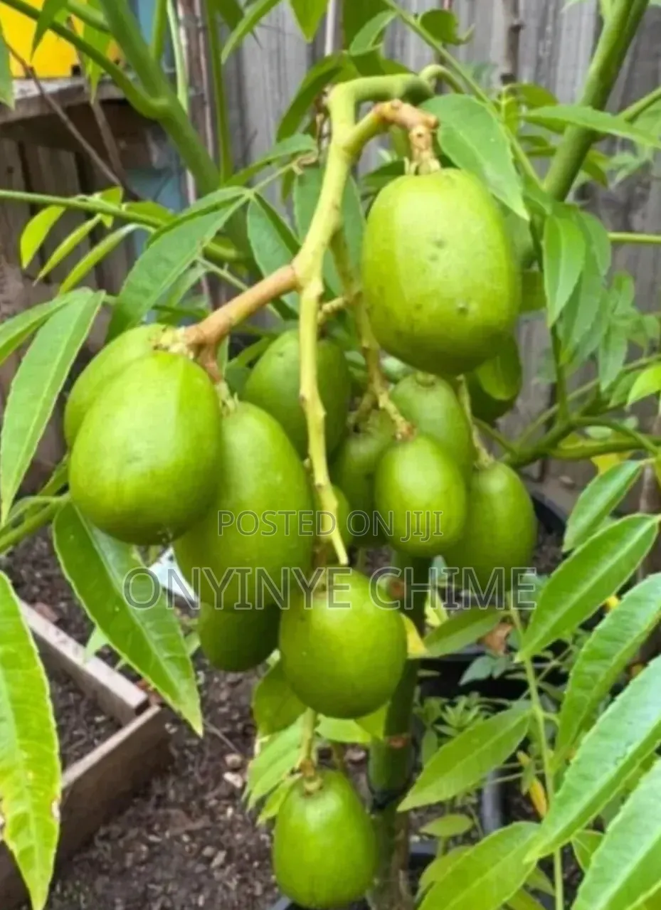 Hog Plum Seedling