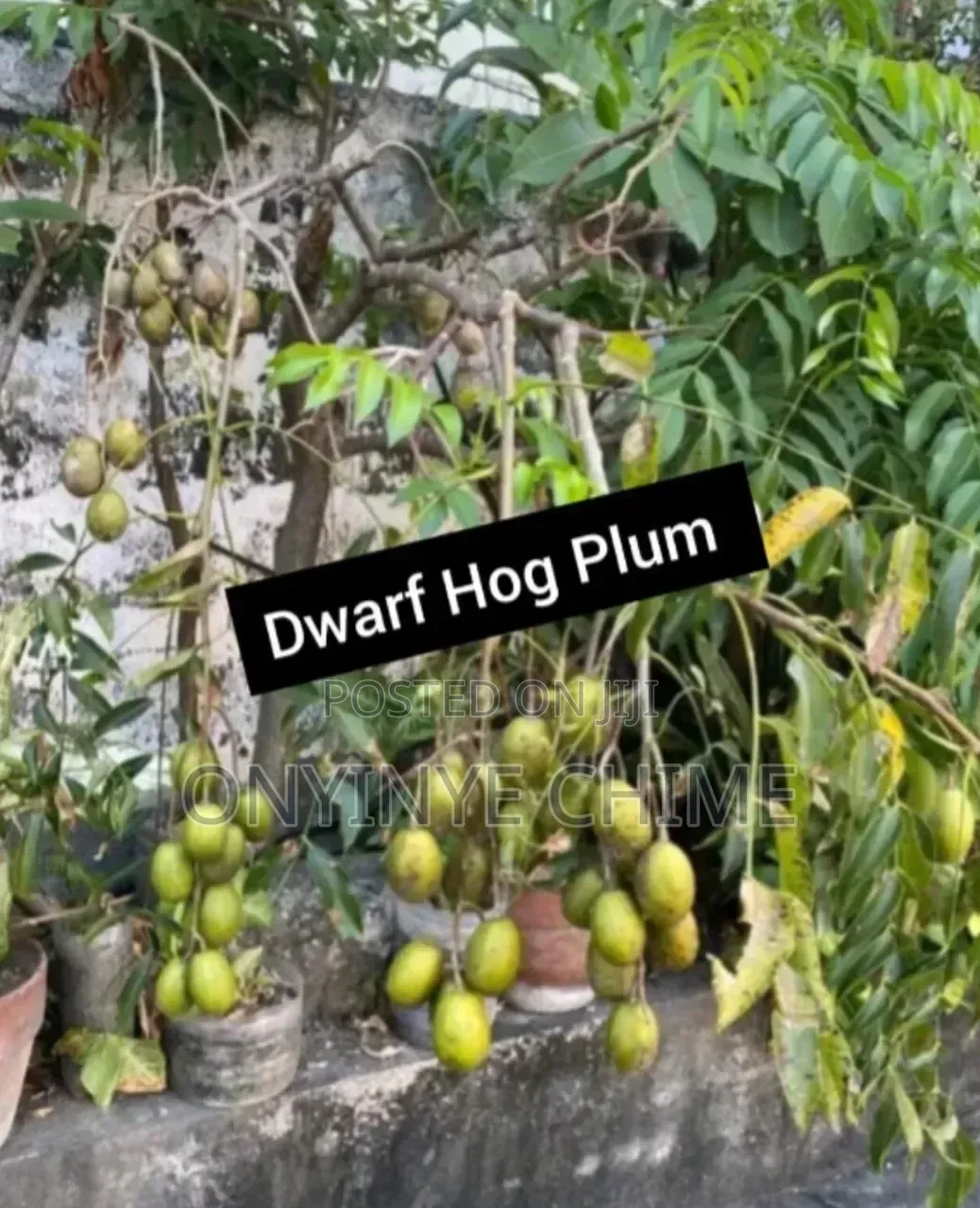 Hog Plum Seedling