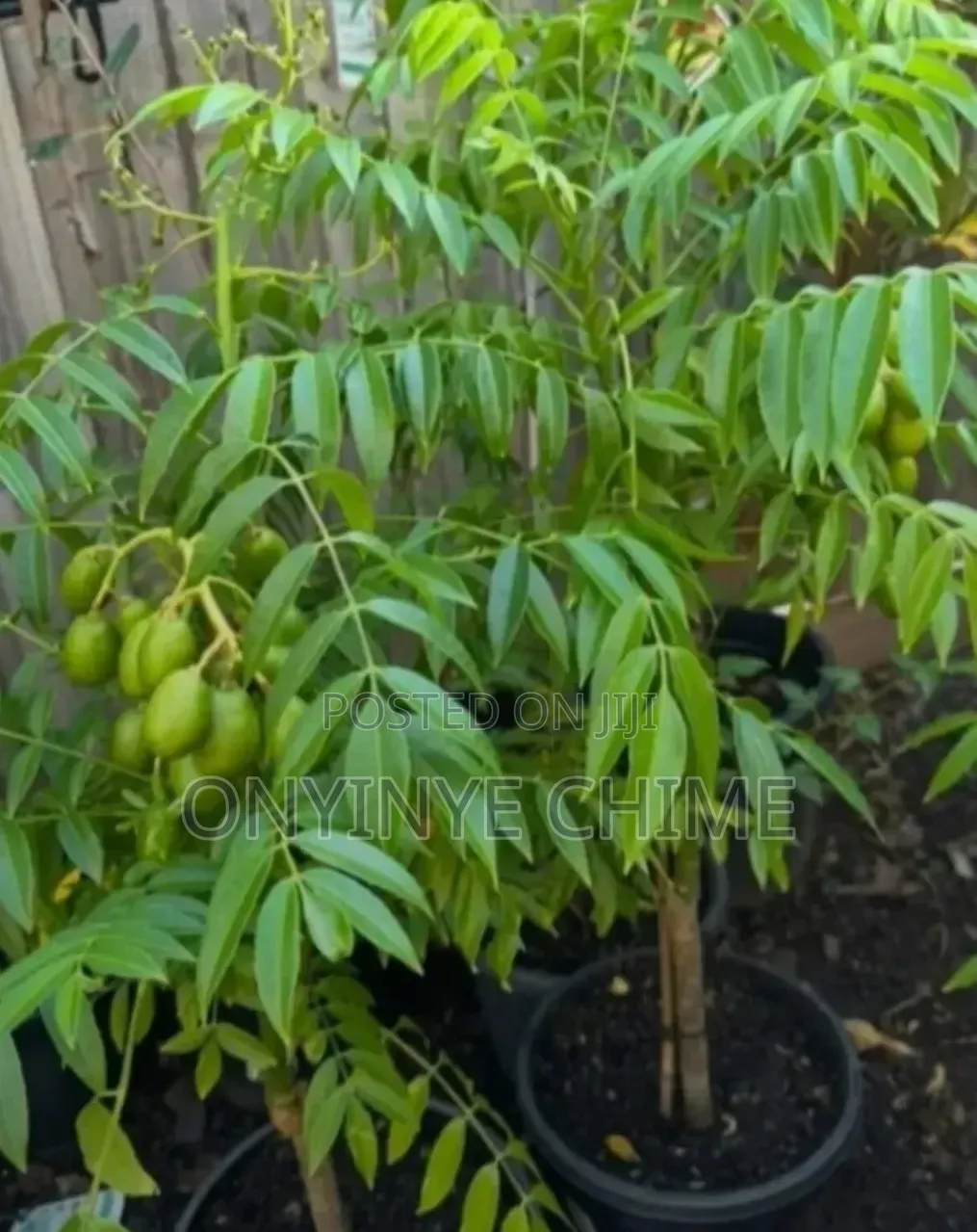 Hog Plum Seedling