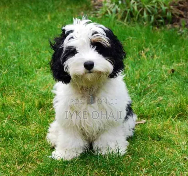 1-3 months Male Purebred Lhasa Apso