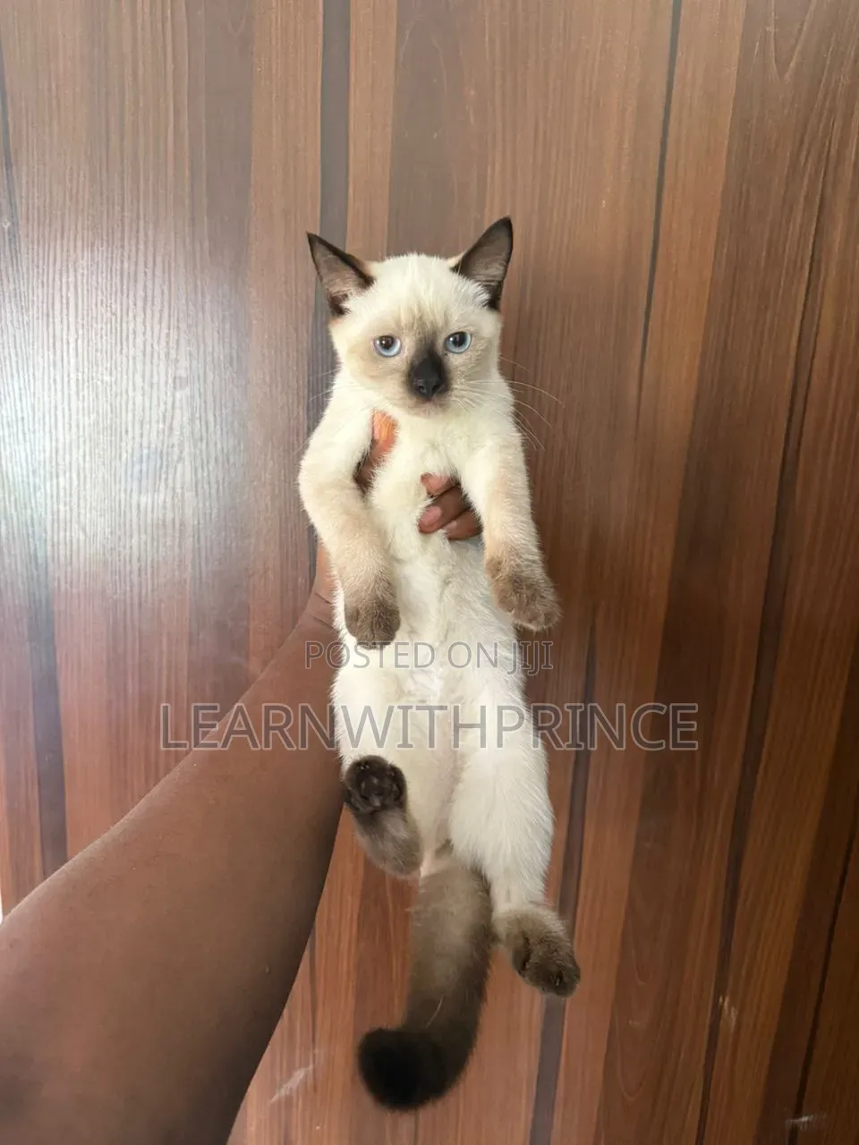 1-3 months Female Purebred Siamese