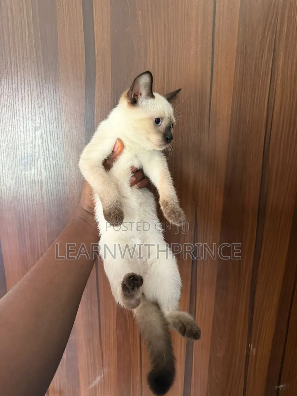 1-3 months Female Purebred Siamese