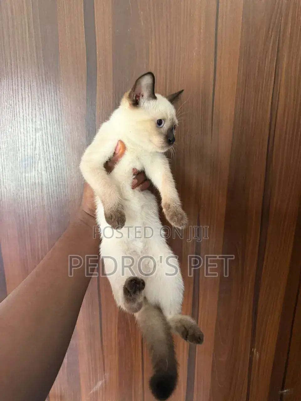 1-3 months Female Purebred Siamese