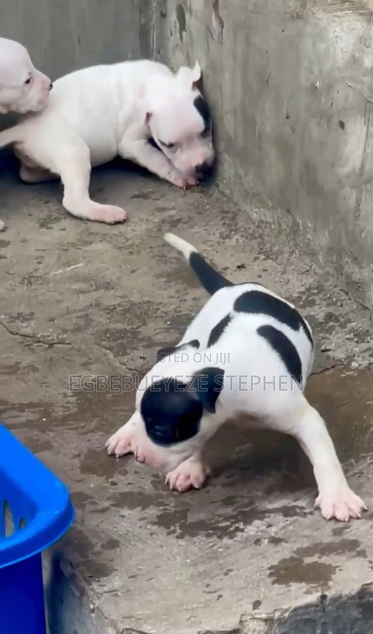 1-3 months Female Purebred American Pit Bull Terrier