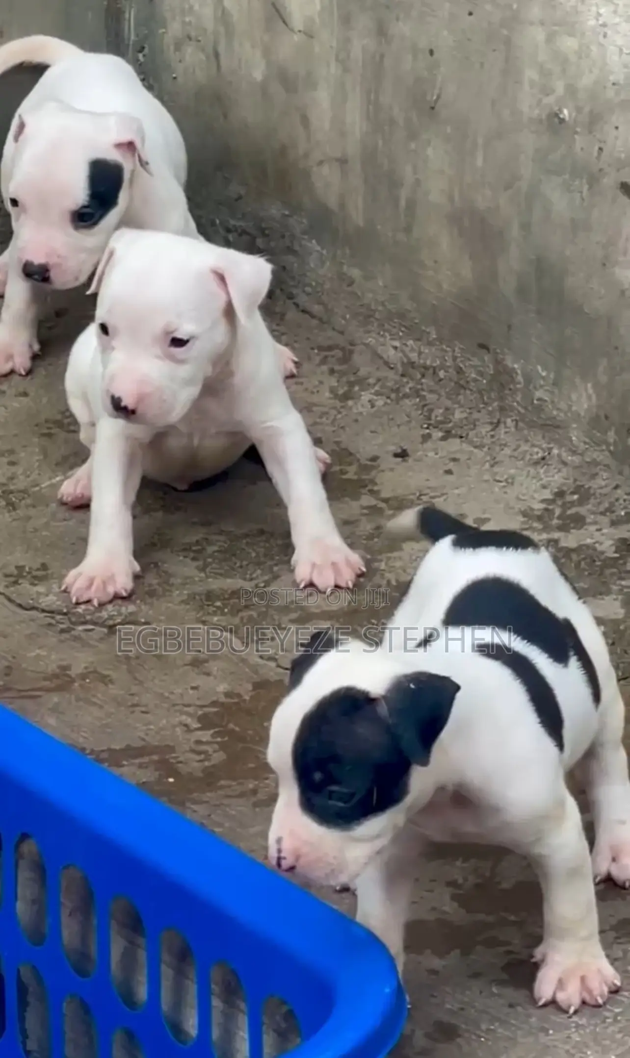 1-3 months Male Purebred American Pit Bull Terrier