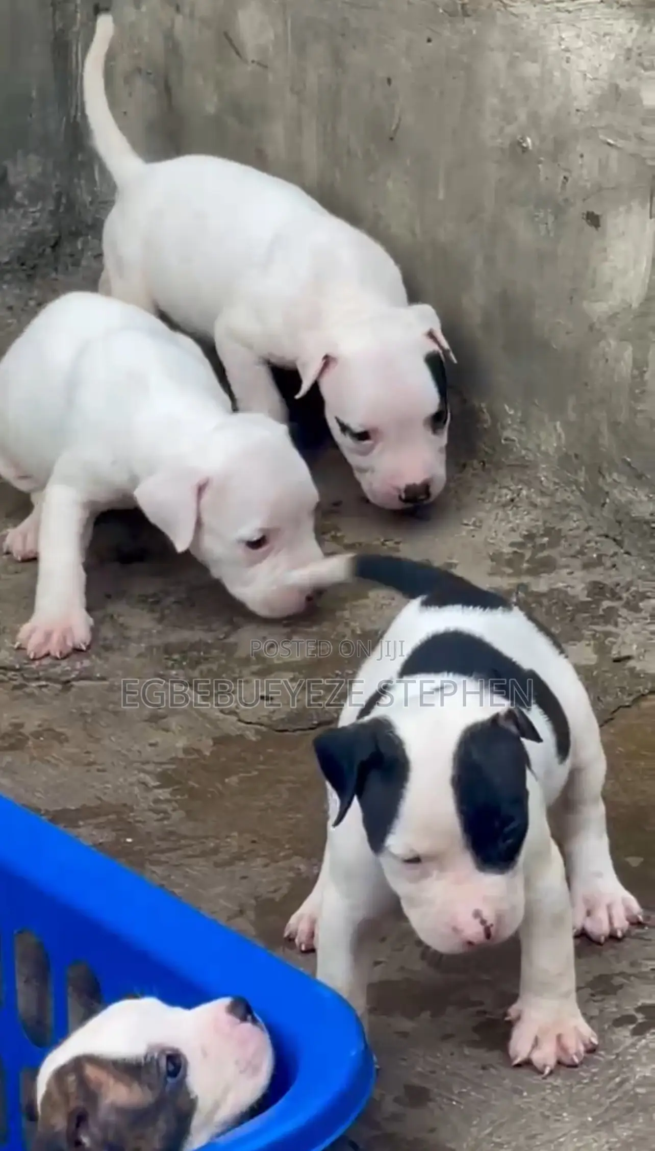1-3 months Male Purebred American Pit Bull Terrier