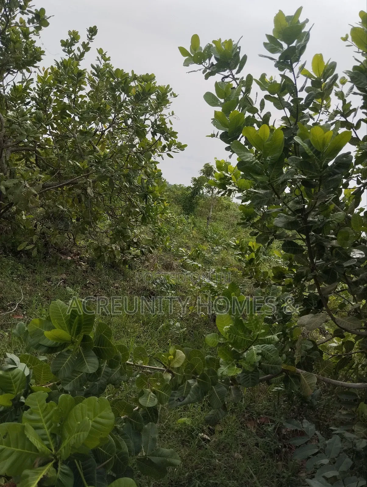100 Acres of Farmland Available at Sirafu Village, Iseyin, Oyo State