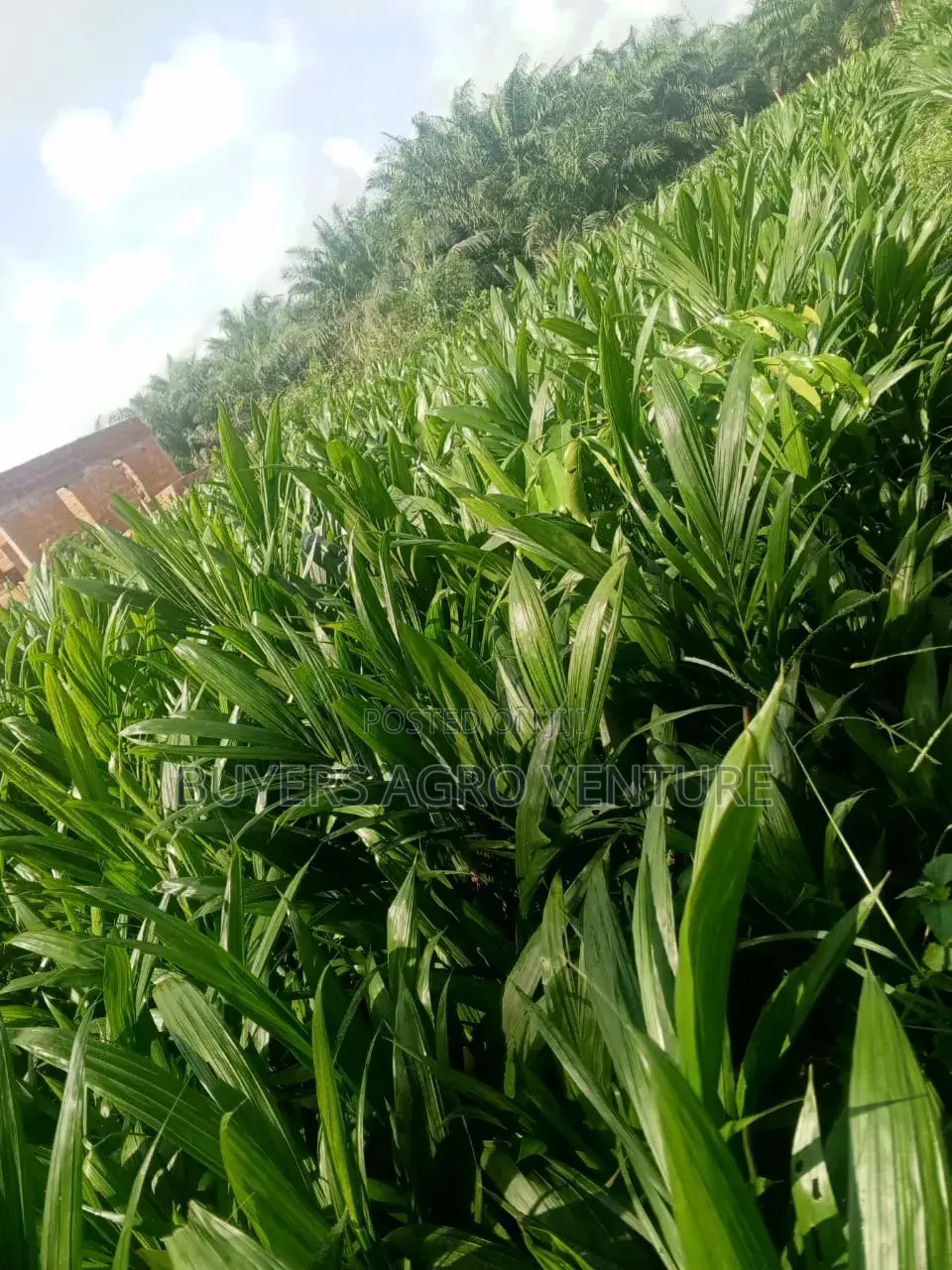Bulk Your Palm Oil Seedlings Malaysia Supergene