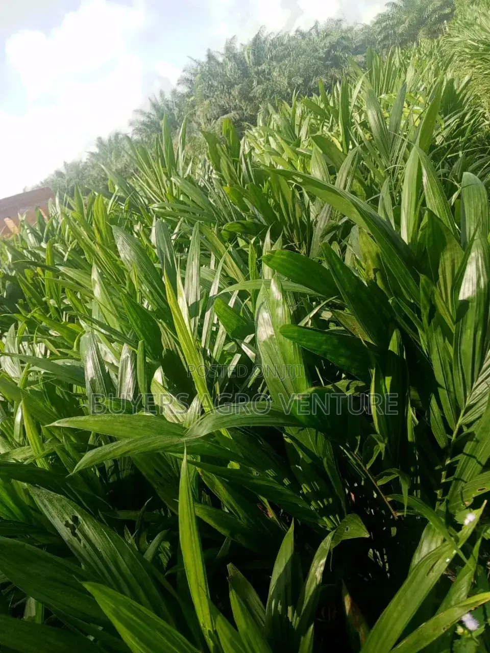 Bulk Your Palm Oil Seedlings Malaysia Supergene