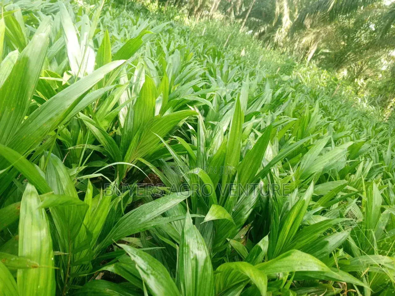 Bulk Your Palm Oil Seedlings Malaysia Supergene