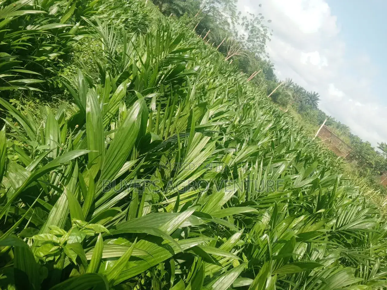 Bulk Your Palm Oil Seedlings Malaysia Supergene