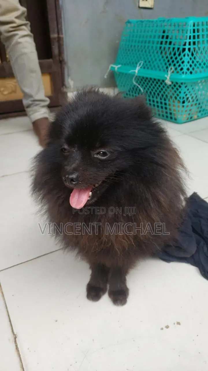6-12 months Male Purebred Pomeranian