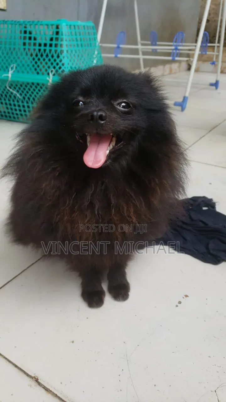 6-12 months Male Purebred Pomeranian