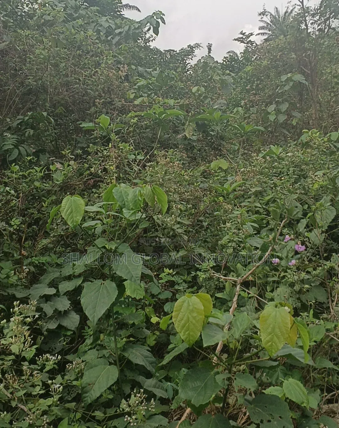 Land Plot for Sale