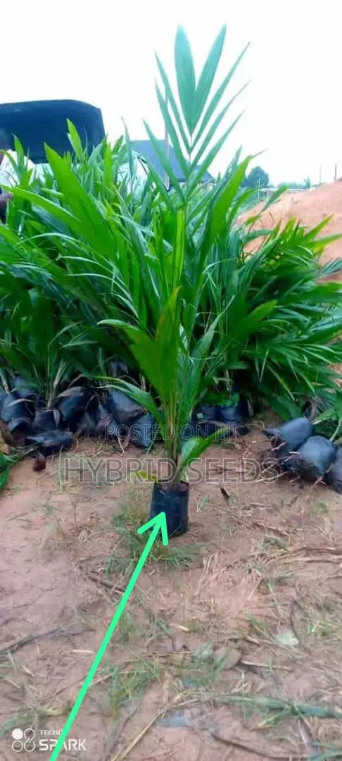 Oil Palm Seedlings (Hybrid)