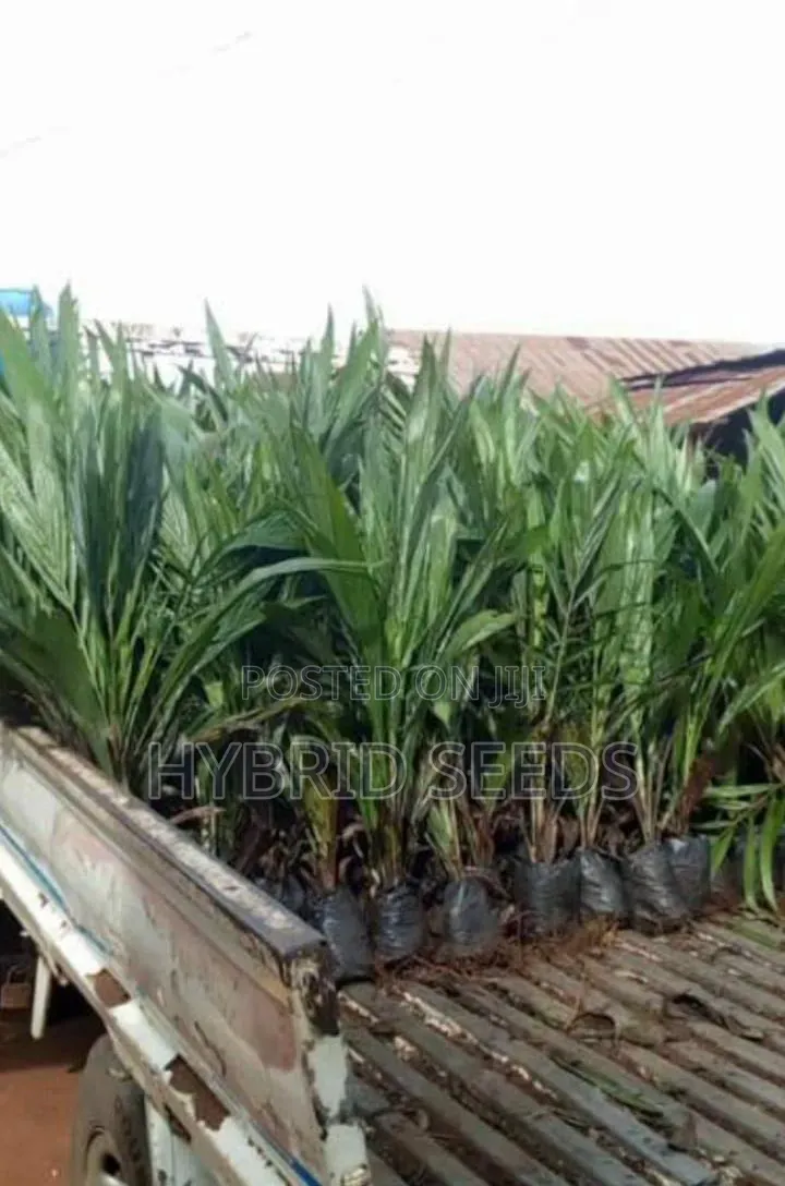 Oil Palm Seedlings (Hybrid)