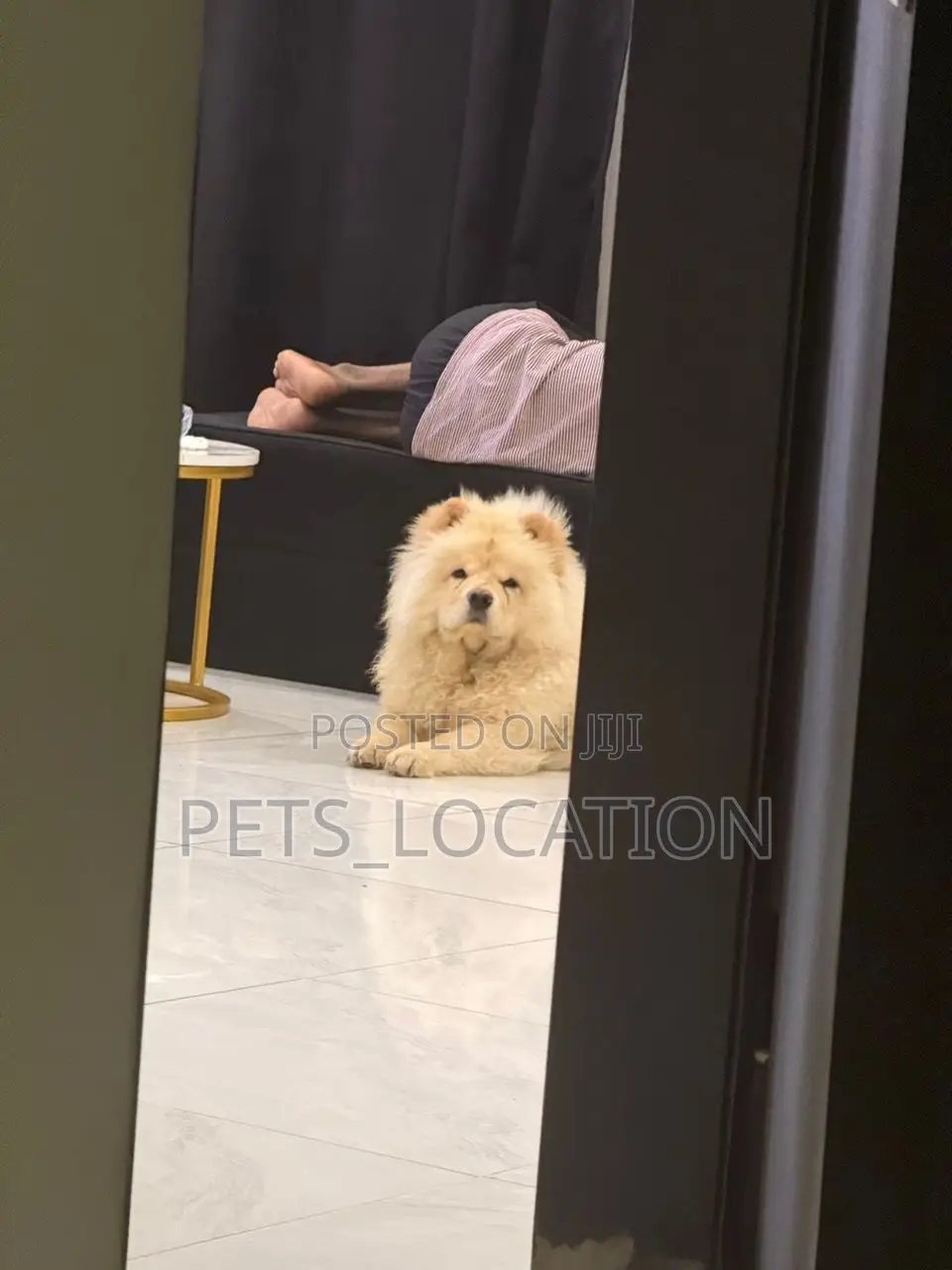 1+ year Female Purebred Chow Chow