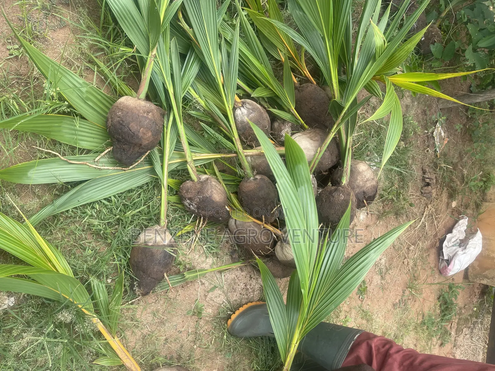 Hybrid Dwarf Coconut Seedling