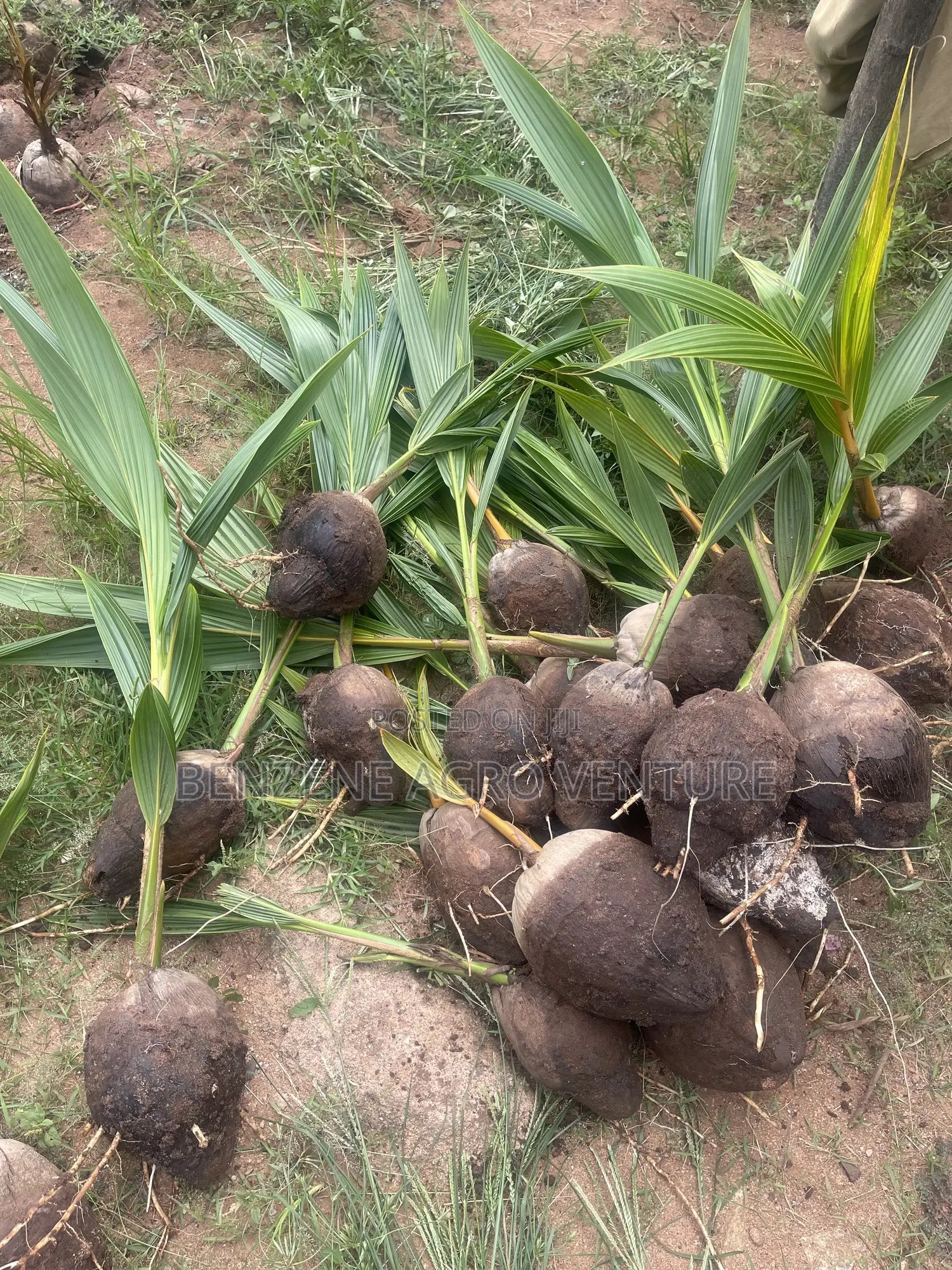 Hybrid Dwarf Coconut Seedling